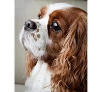 YSCOLOR Diamond Painting Kit De Diamant Peinture 5D Pour Adultes Et Cavalier King Charles Dog Full Drill Round Diamond Art 30x40cm