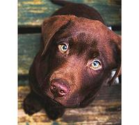 YSCOLOR Diamond Painting Kit De Diamant Peinture 5D Pour Adultes Et Labrador Dog Full Drill Round Diamond Art 30x40cm