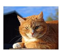 YSCOLOR Diamond Painting Kit De Diamant Peinture Pour Adultes Débutants Kits De Forage Complet Cadeau Chat Gingembre Décoration Murale Pour La Maison 30x40cm