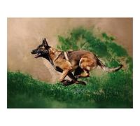 YSCOLOR Diamond Painting Kit De Diamant Peinture Pour Adultes Diamond Art 5D Kit De Peinture À Faire Soi-Même Pour Chien De Berger Belge 30x40cm