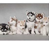 YSCOLOR Diamond Painting Nouveau 5D Diamant 2019 Diamant Broderie Husky Chiens DIY Diamant Peinture Point De Croix Ronde Diamant Set Couture 30X40cm