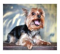 YSCOLOR Diamond Painting Plein Rond Diamant Broderie Animal Yorkshire Terrier Chien Diamant Peinture Diamant Mosaïque Couture Cadeau De Pâques 30x40cm
