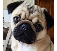 YSCOLOR Kit de peinture diamant 3D chien Carlin, 30x30 cm, produit semi-fini, loisirs créatifs pour soulager le stress