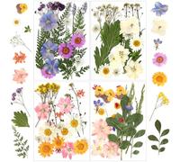 YSWOVUO 90 Pièces Fleurs Pressées Séchées, Vraies Naturelles Fleurs Séchées, Fleurs Séchées pour Bricolage Résine Bijoux Faisant Floraux Nail Art Artisanat Maquillage Scrapbook