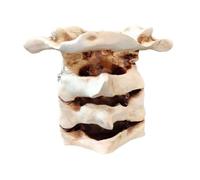 YsXoWiui Pot à crayons en forme de colonne vertébrale, sculpture, figurine décorative, artisanat, organisateur de stylos, porte-crayons, ornement de bureau,