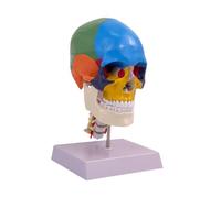 Ysyqkn Modèle Anatomique Du Crâne et Du Cerveau Humains - Science - Modèle Anatomique Coloré Facile à Utiliser