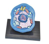 Ysyqkn Modèle D'anatomie Cellulaire Animale - Structure Microscopique - Kit Scientifique de Biologie