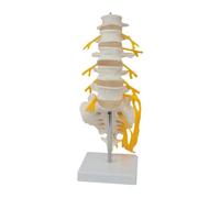 Ysyqkn Modèle de Colonne Vertébrale Humaine, Modèle de épinière à Usage Pédagogique, Outil D'étude Scientifique, Laboratoire