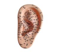 Ysyqkn Outil Pédagogique de Simulation Des Points D'acupuncture de L'oreille Humaine - Modèle D'apprentissage de L'oreille pour La Formation, Gauche