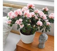 Yuanpgky Lot de 5 pots de fleurs en plastique de 15,2 cm avec trous de drainage et plateaux pour plantes d'intérieur et d'extérieur, vert foncé, blanc, vert clair, bleu foncé