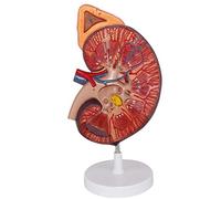 YUANZHOU Modèle Rein Rénal Humain Rein avec Modèle De Glande Surrénale Urologie Néphrologie Modèle De Communication Médecin-Patient pour l'enseignement Médical