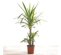 Yucca Elephantipes, grande plante d'intérieur réelle, toujours verte, haute plante.