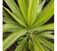Yucca elephantipes 'jewel' 130 l 150-175 cm