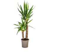 Yucca Elephantipes - Lys de palmier géant - Plante d'intérieur - Ø19cm - ↕70-90cm