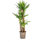 Yucca Elephantipes - Lys de palmier géant - Plante d'intérieur - Ø24cm - ↕120-140cm