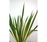 Yucca filamentosa 'bright edge' taille du pot - en pot de 2 litres