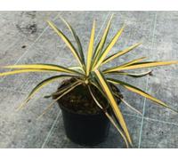 Yucca filamentosa 'Color Guard' / Yucca filamenteux Panaché/Conteneur de 2 à 2.9 litres/Résistant au sec