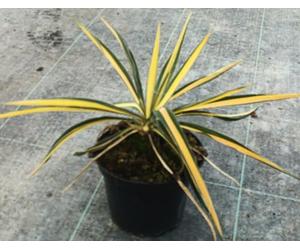 Yucca filamentosa 'Color Guard' / Yucca filamenteux Panaché/Conteneur de 2 à 2.9 litres/Résistant au sec
