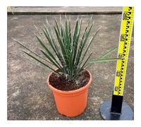Yucca filifera 8 l 60-80 cm