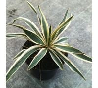 Yucca flaccida 'Ivory Towers' / Yucca herbe à soie/Conteneur de 2 à 2.9 litres/Résistant au sec