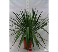 Yucca gloriosa 25 l 80-100 cm
