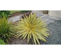 Yucca gloriosa 'Citrus Twist'® / Dague espagnol panaché/Conteneur de 3 à 4 litres/Résistant au sec
