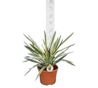Yucca gloriosa variegata 9 l 50-60 cm