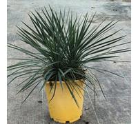 Yucca linearifolia 'GreenFin' / Conteneur de 5 à 6 litres/Résistant au sec
