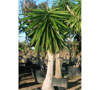 Yucca pied d'éléphant 25 l- 125-150 cm