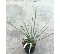 Yucca rigida/Yucca sentinelle bleu/Conteneur de 2 à 2.9 litres/Résistant au sec