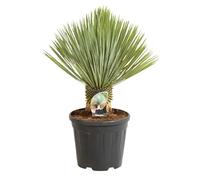 Yucca Rostrata 50 cm Pot 20l - Plante En Pot - Floraison Été - Hauteur 50 Cm - Exposition Soleil Sol