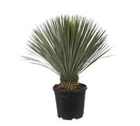 Yucca Rostrata 80/90 cm Pot 25l - Plante En Pot - Floraison Été - Hauteur 80/90 Cm - Exposition Soleil Sol