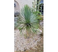 Yucca rostrata/Godet Anti-Chignon