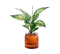 YUGSHNKFC Pots de fleurs d'intérieur miniatures pour plantes grasses - Vase de table - Convient pour divers paramètres de décoration intérieure - Arrosage automatique