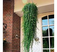 Yukio SEED CORNER - Lot de 100 plantes aromatiques à suspendre à la menthe, indienne (Satureja Douglasii), bonsaï, plantes en pot de jardin, plantes d'intérieur à suspendre, graines de fleurs vivaces.