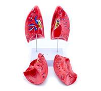 YUNNIAN Modèle anatomique pulmonaire humain avec pièces amovibles Modèle d'anatomie pulmonaire normale Aide pédagogique pour la recherche clinique