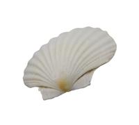 YUPEIUKLI Grandes coquilles Saint-Jacques Blanches pour la Peinture et Les décorations de Mariage sur la Plage Coquillages Blancs naturels 3 à 5 Pouces