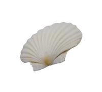 YUPEIUKLI Grandes coquilles Saint-Jacques Blanches pour la Peinture et Les décorations de Mariage sur la Plage Coquillages Blancs naturels 3 à 5 Pouces