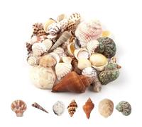 Yuqilin 200g Coquillage Decoration, Coquille de Conque Naturelle, Naturel Gros Coquillage, Coquilles Artisanat, pour Aquarium Aménagement Paysager Mariage Beach Party Décorations