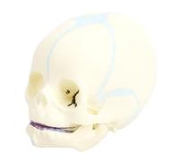 Yusat Modèle de Crâne de bébé Modèle de Crâne de bébé D'anatomie de Fœtus Grandeur Nature en Plastique PVC Durable pour L'enseignement de L'apprentissage des étudiants Affi