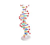 yuwqqoajv Kit de modèles de structure double en sciences biologiques : outil pédagogique favorisant la compréhension de la génétique humaine en classe ;