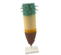 yuwqqoajv Le modèle d'anatomie des Racines des Plantes facilite l'apprentissage par l'investigation dans Les ateliers et Les laboratoires de biologie. Le