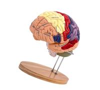 yuwqqoajv Modèle de Cerveau pédagogique Dynamique, Double Taille et éléments détachables, conçu pour l'enseignement interactif de l'anatomie en Classe.