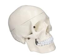 YWBL-WH Modèle 1: 1 Human Head Skull, Modèle de Crâne PVC Amovible, avec Une Texture Osseuse Réaliste, des Sutures Claires, Un Modèle de Crânes Amovible, Maintenu en Place