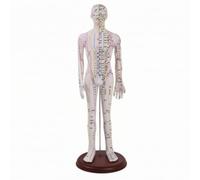 YWMJZEU Mannequin D'acupuncture avec Base Précis Mannequin D'acupuncture Didactique Modèle Méridiens pour Acupuncteurs , Homme Blanc , 52 Cm