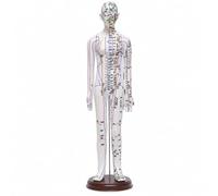 YWMJZEU Modèle Masculin d’acupression Didactique Modèle d’acupression avec Socle pour Acupuncteurs , Blanc , 62 Cm