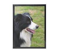 YXDVPALNE Border Collie,Impressions d'art mural, cadre noir, peinture décorative à suspendre pour la maison, 30 x 40 cm