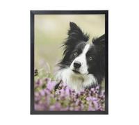 YXDVPALNE Border Collie Pelouse Animaux de compagnie Border Collie noirs,Impressions d'art mural, cadre noir, peinture décorative à suspendre pour la maison, 30 x 40 cm