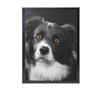 YXDVPALNE Chien Border Collie,Impressions d'art mural, cadre noir, peinture décorative à suspendre pour la maison, 30 x 40 cm