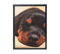 YXDVPALNE Chiot Doberman Chiens endormis Animaux de compagnie Chiens Doberman,Impressions d'art mural, cadre noir, peinture décorative à suspendre pour la maison, 30 x 40 cm